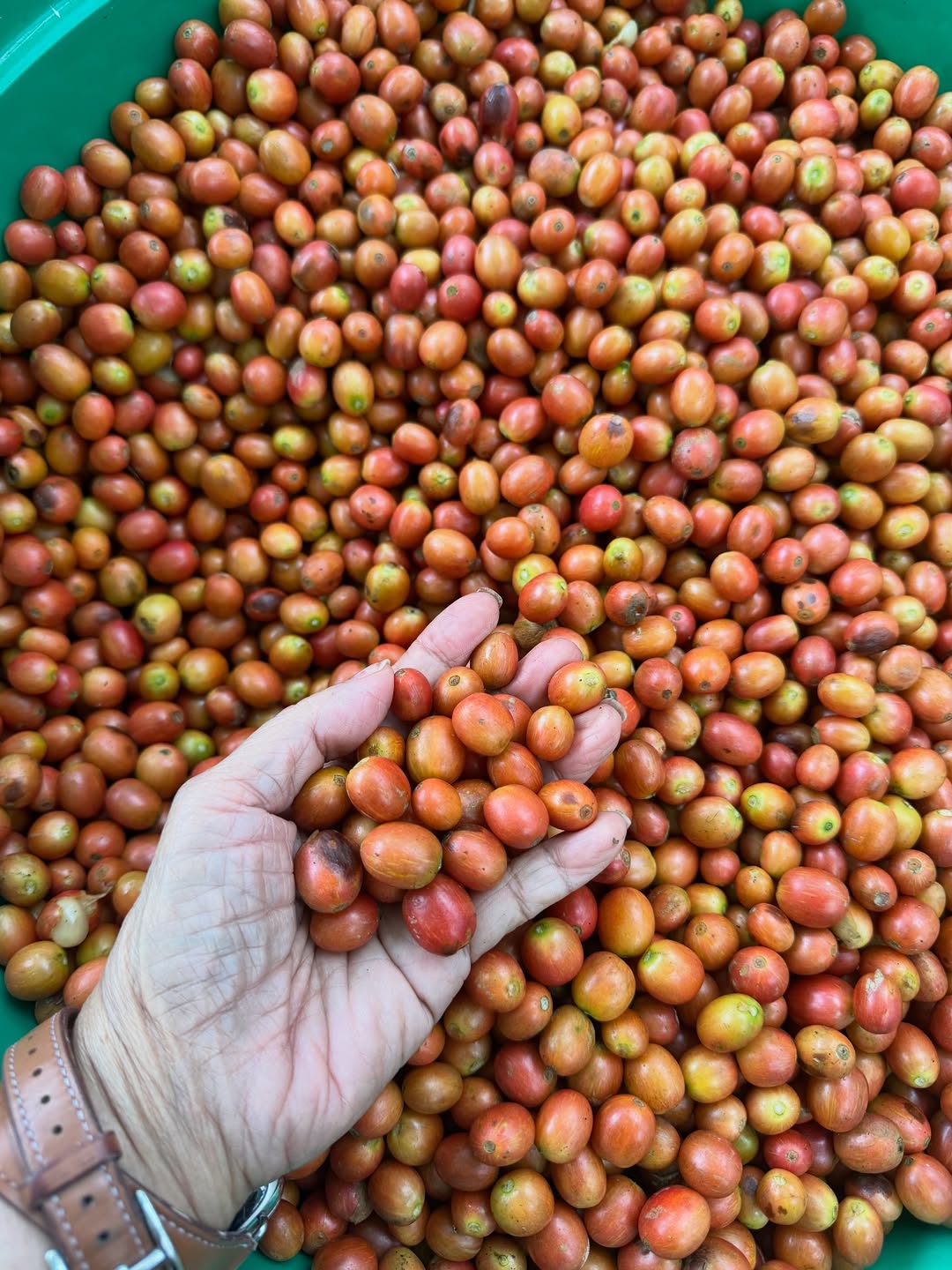 Coffee cherries